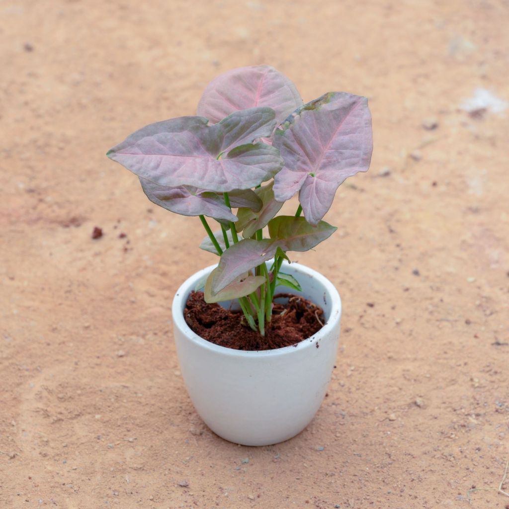 Syngonium Pink in 3 Inch White Cup Ceramic Pot