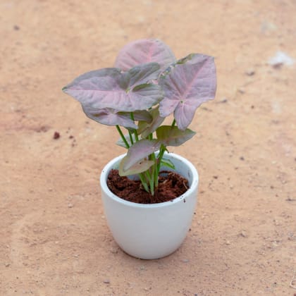 Buy Syngonium Pink in 3 Inch White Cup Ceramic Pot Online | Urvann.com