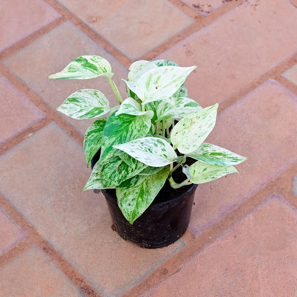 Money Plant White in 4 Inch Nursery Pot