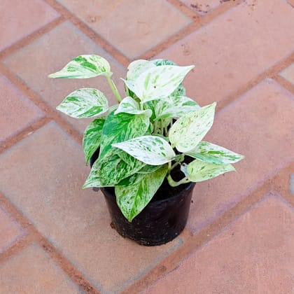 Buy Money Plant White in 4 Inch Nursery Pot Online | Urvann.com