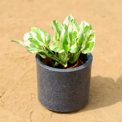 Buy Money Plant N'joy in 6 inch 6 Inch Black Cylindrical Fiberglass Pot Online | Urvann.com