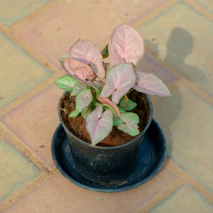 Buy Syngonium Pink in 4 Inch Nursery Pot With Tray Online | Urvann.com