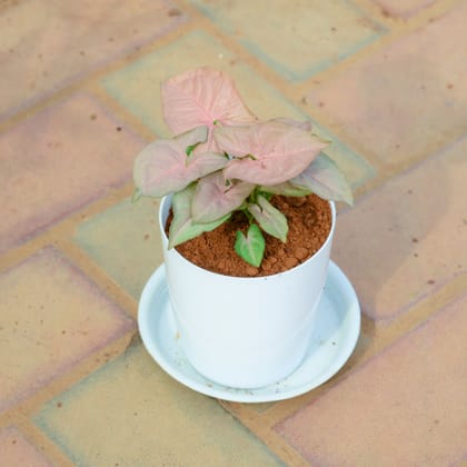 Buy Syngonium Pink in 5 Inch White Premium Sphere Plastic Pot with Tray Online | Urvann.com