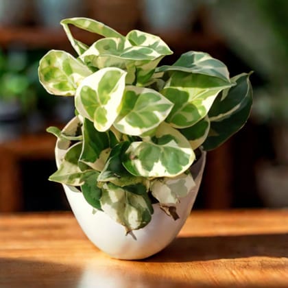 Money Plant N'joy in 4 Inch White Premium Orchid Round Plastic Pot