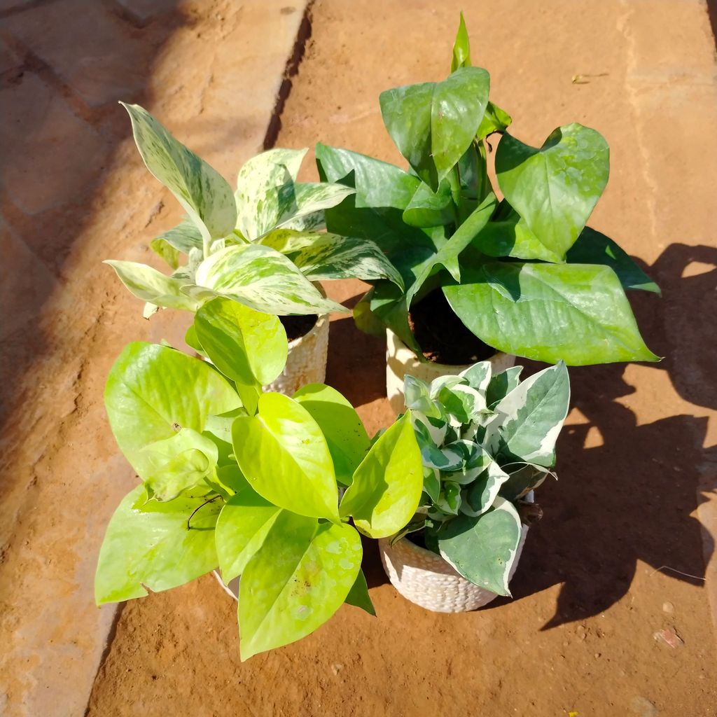 Set of 4 - Money Plant (Green, Golden, White & N'joy) in 4 Inch White Designer Ceramic Pot (any colour)