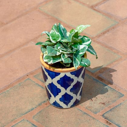 Buy Money Plant N'joy in 5 Inch Glass Designer Ceramic Pot (any colour & Design) Online | Urvann.com