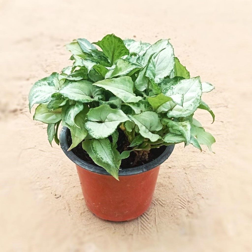 Syngonium Green White Bushy in 4 Inch Nursery Pot