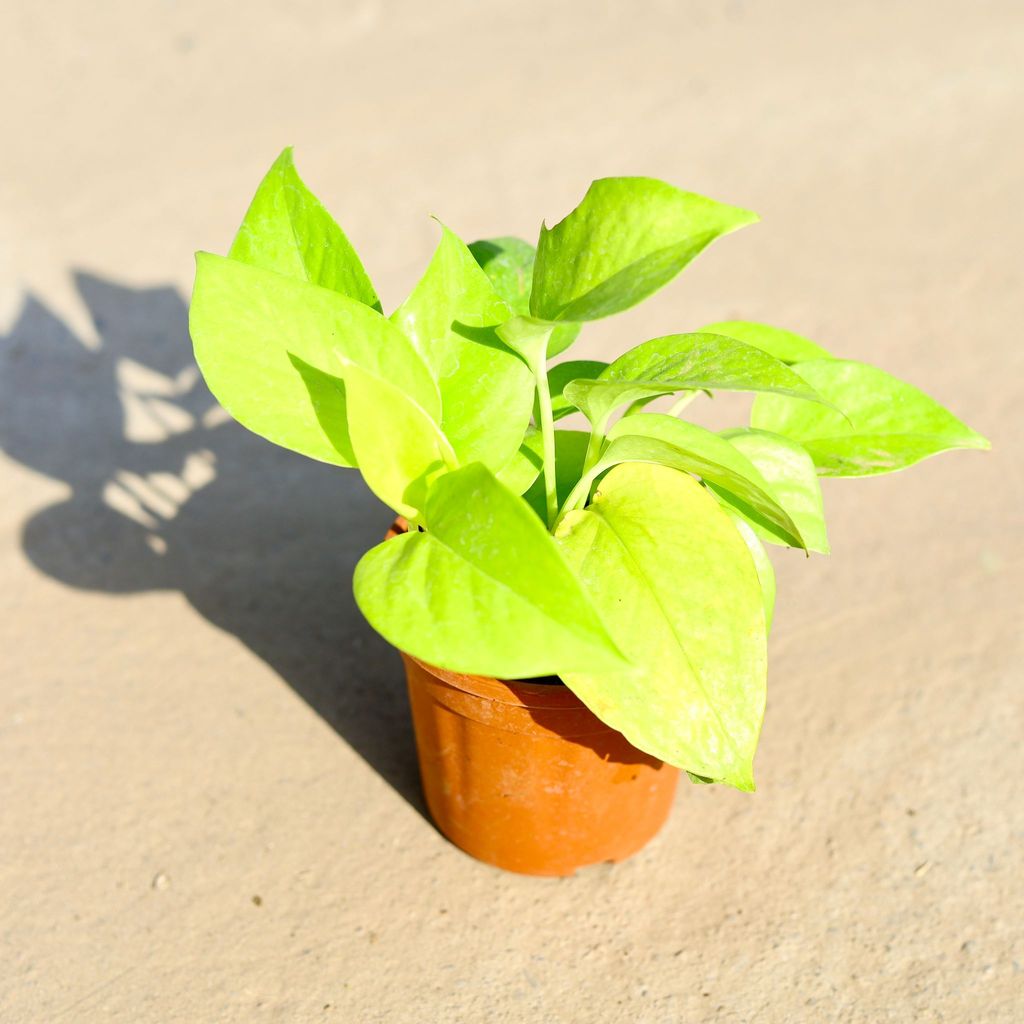 Money Plant Golden in 4 Inch Nursery Pot