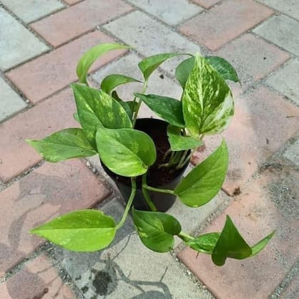 Buy Money Plant Green in 4 Inch Nursery Pot Online | Urvann.com