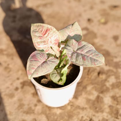 Buy Syngonium Milky in 4 Inch Nursery Pot Online | Urvann.com