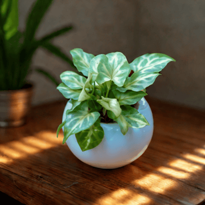 Syngonium Yammi in 3 Inch White Classy Ball Ceramic Pot  Minimalist Glossy Succulent Pot, Indoor Flower Pot for Home and Office D cor