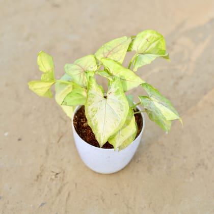 Buy Syngonium Yellow in 4 Inch White Premium Orchid Round Plastic Pot Online | Urvann.com