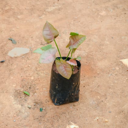 Buy Syngonium Pink in 3 Inch Nursery Bag Online | Urvann.com