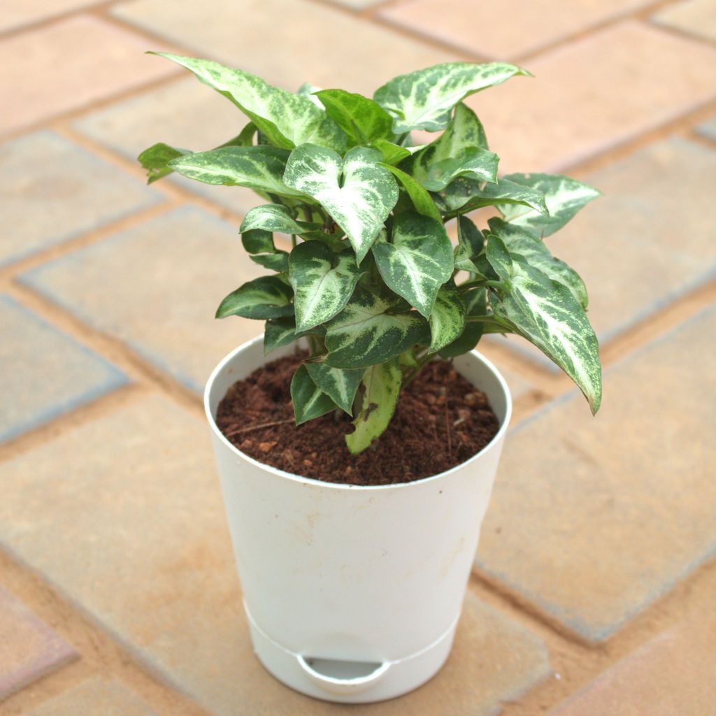 Syngonium Small Leaf in 5 Inch White Premium Plastic Pot