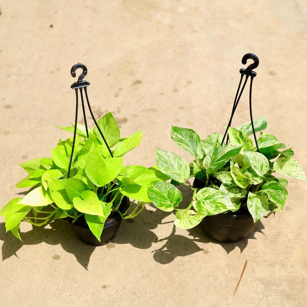 Set of 2 - (Money Plant Golden and Marble) in 6 Inch Hanging Basket