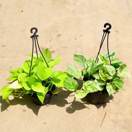 Buy Set of 2 - (Money Plant Golden and Marble) in 6 Inch Hanging Basket Online | Urvann.com