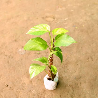 Buy Money Plant Green in 5 Inch Nursery Bag Online | Urvann.com