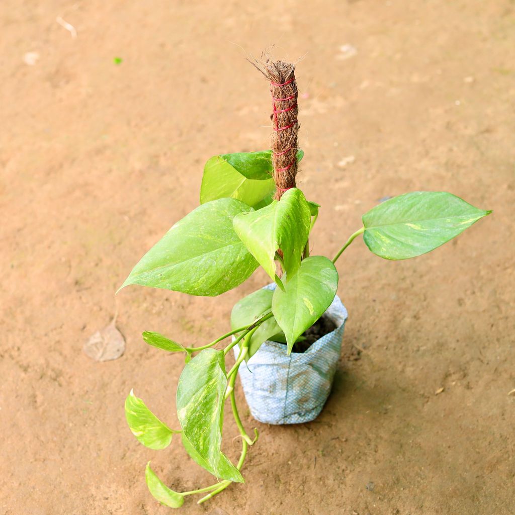 Money Plant Green with (~ 2 Ft) Moss stick in 5 Inch Nursery Bag