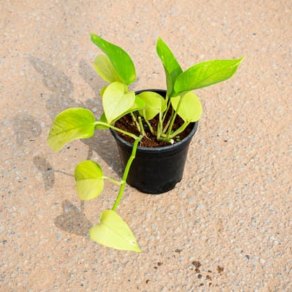 Buy Golden money  in 4 Inch Nursery Pot Online | Urvann.com