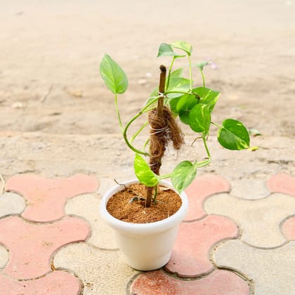 Buy Money Plant Big Leaf in 8 inch White Classy Plastic Pot Online | Urvann.com