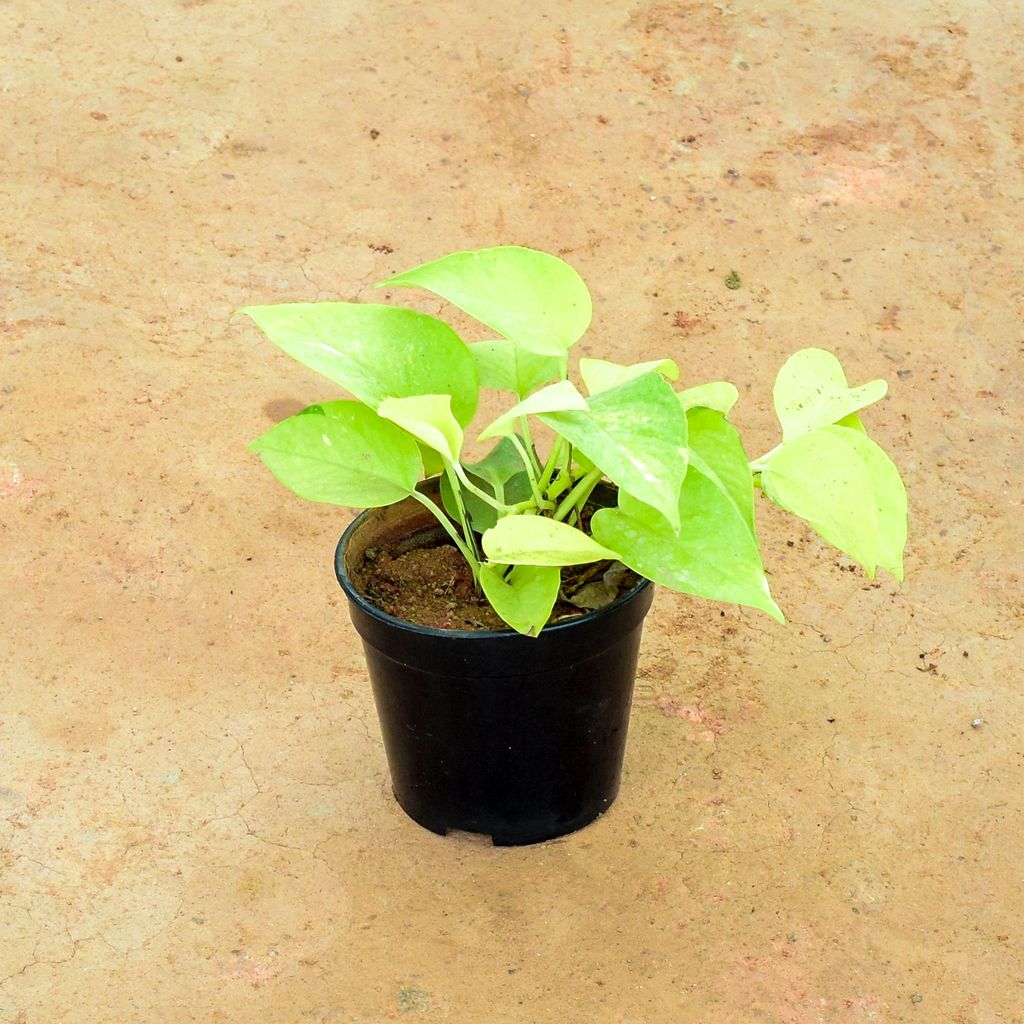 Money Plant Golden in 5 Inch Nursery Pot