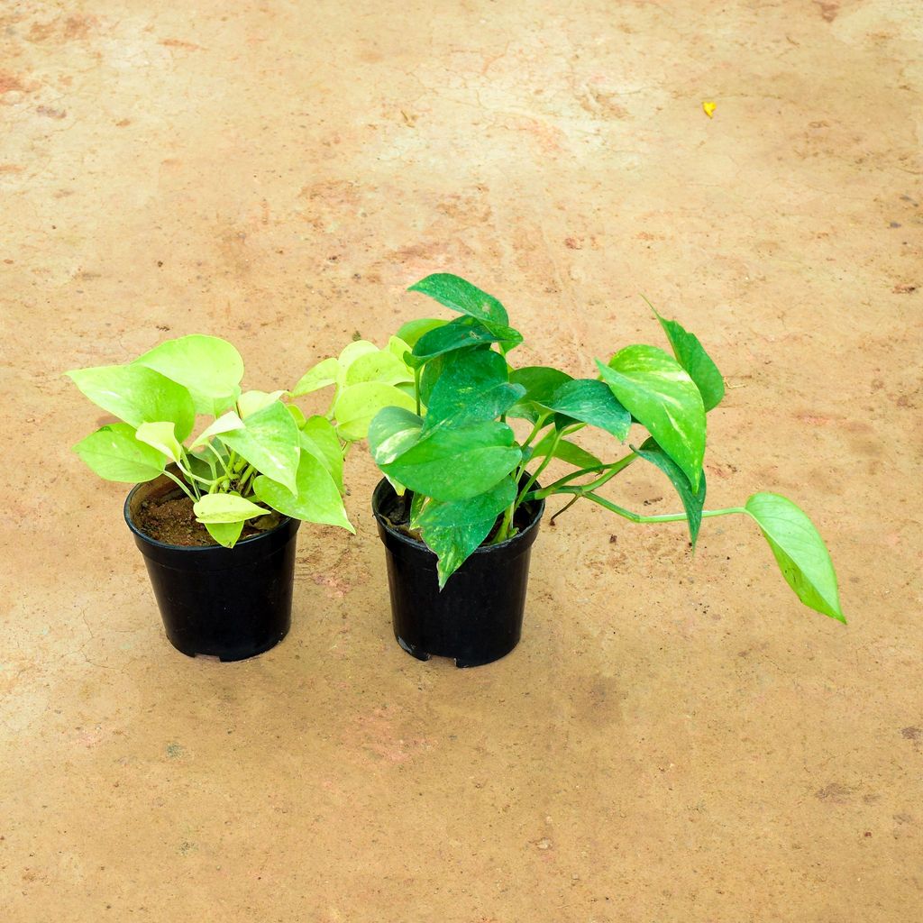 Set of 2 - Money Plant (Green & Golden) in 5 Inch Nursery Pot