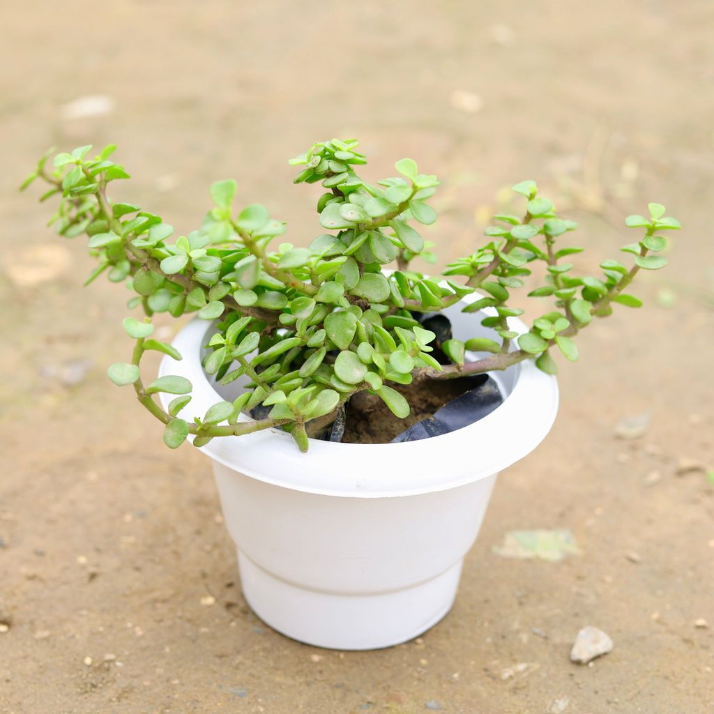 Jade Bushy in 6 Inch White Classy Plastic Pot