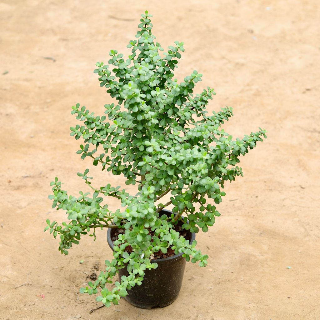 Jade Bushy (~ 1 Ft) in 8 Inch Nursery Pot