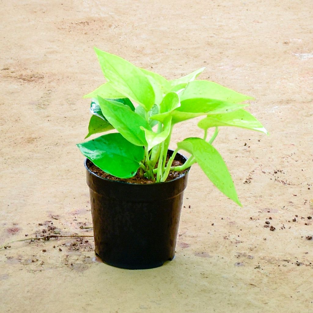 Money Plant Golden in 4 Inch Nursery Pot