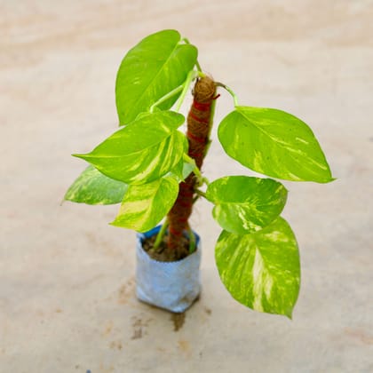 Buy Money Plant with Moss Stick in 5 Inch Nursery Bag Online | Urvann.com