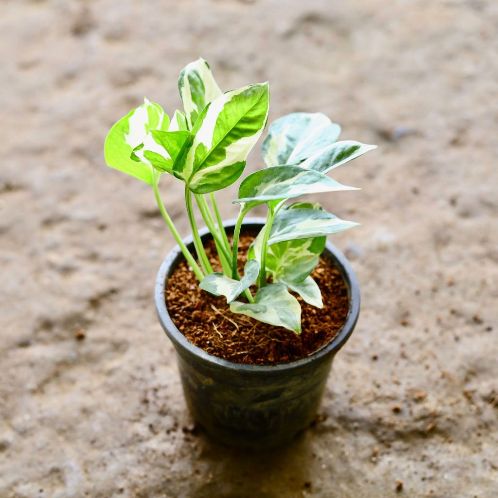 Money Plant N'joy in 4 Inch Nursery Pot