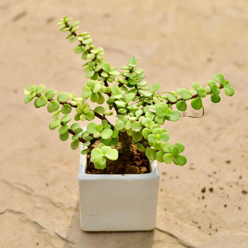 Jade in 3 Inch Classy White Square Ceramic Pot