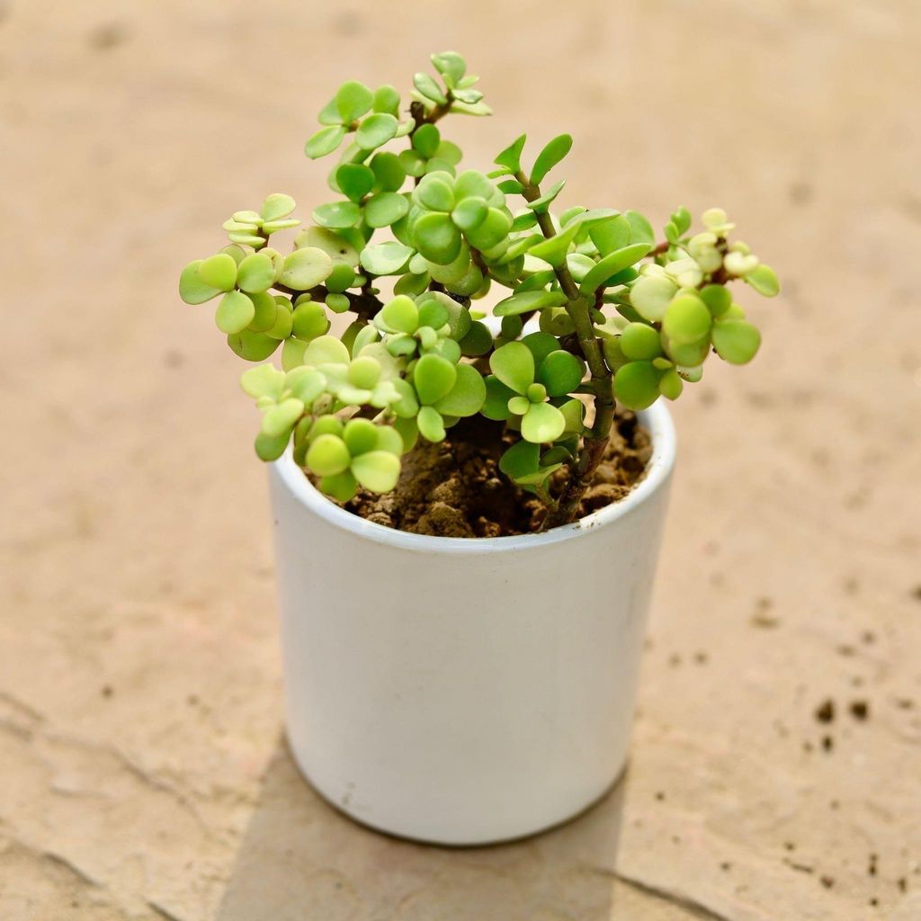 Jade in 3 Inch Classy White Round Ceramic Pot