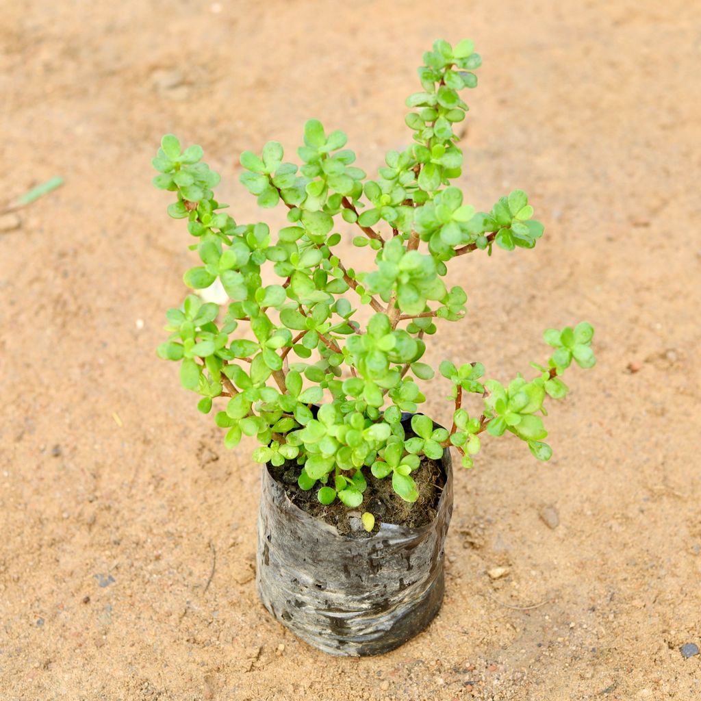 Lucky Jade Plant in 4 Inch Nursery Bag