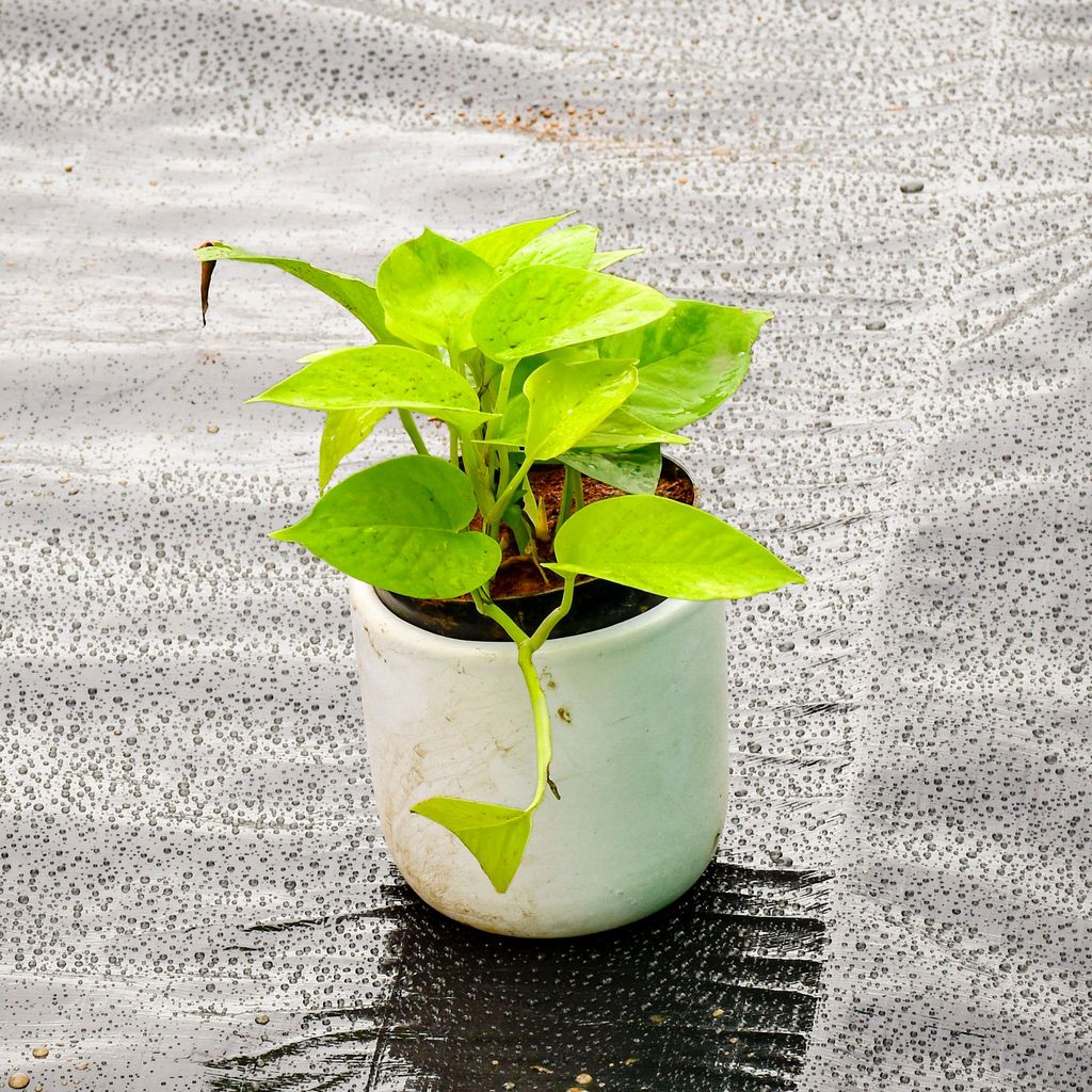 Money Plant Golden in 5 Inch Classy White Cylindrical Ceramic Pot