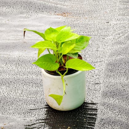 Buy Money Plant Golden in 5 Inch Classy White Cylindrical Ceramic Pot Online | Urvann.com