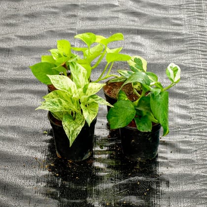 Buy Set Of 4 Money Plant (Green, Golden, N'Joy & White) in 4 Inch Nursery Pot Online | Urvann.com