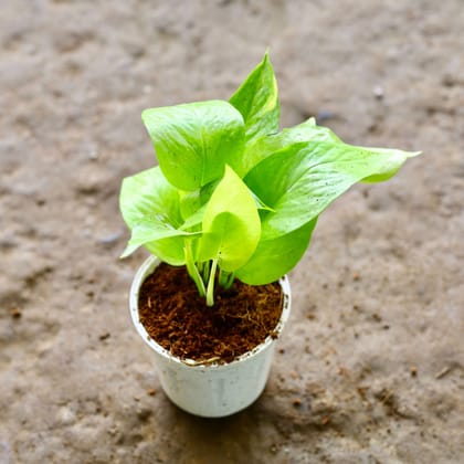 Buy Golden Money Plant in 4 Inch White Nursery Pot Online | Urvann.com