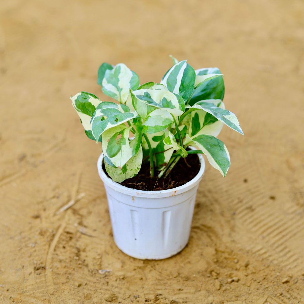 Money Plant N'Joy in 4 Inch Nursery Pot