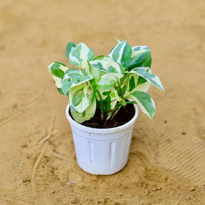 Buy Money Plant N'Joy in 4 Inch Nursery Pot Online | Urvann.com