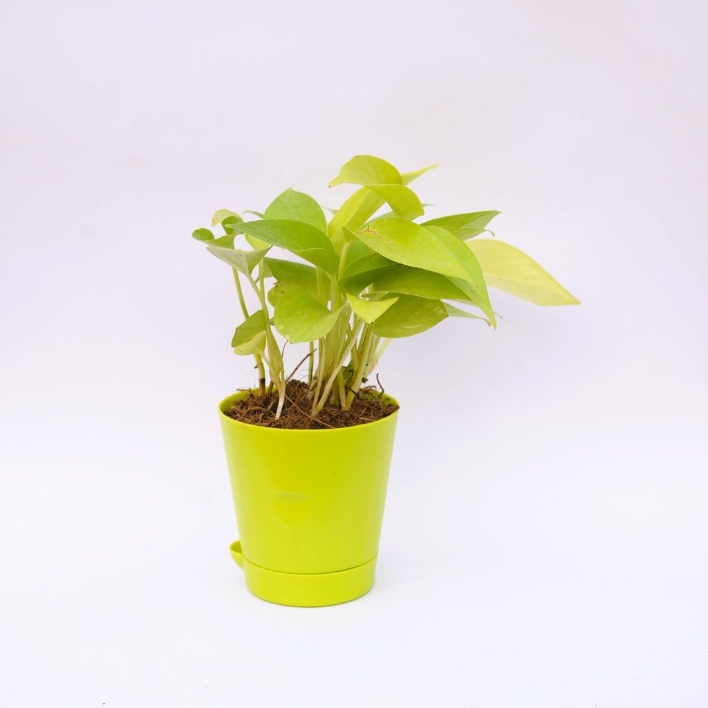 Money Plant Golden in 4 Inch Green Florence Self Watering Pot