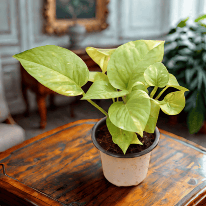 Money Plant Green in 4 Inch Nursery Pot