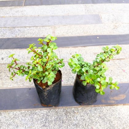 Buy Set of 2 - Jade in 3 Inch Nursery Bag in 5 Inch Nursery Bag Online | Urvann.com