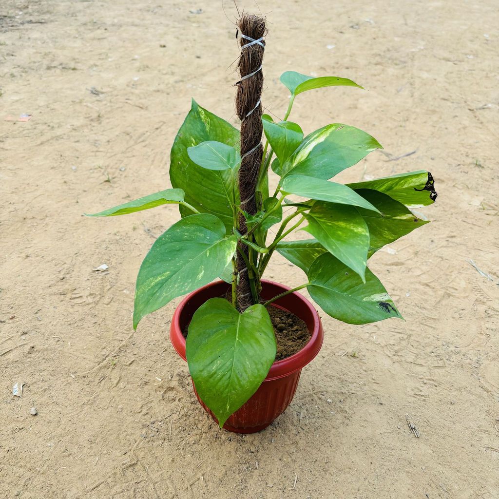 Money Plant Green With Moss Stick (~ 1 Ft) in 8 Inch Terracotta Red Olive Plastic Pot