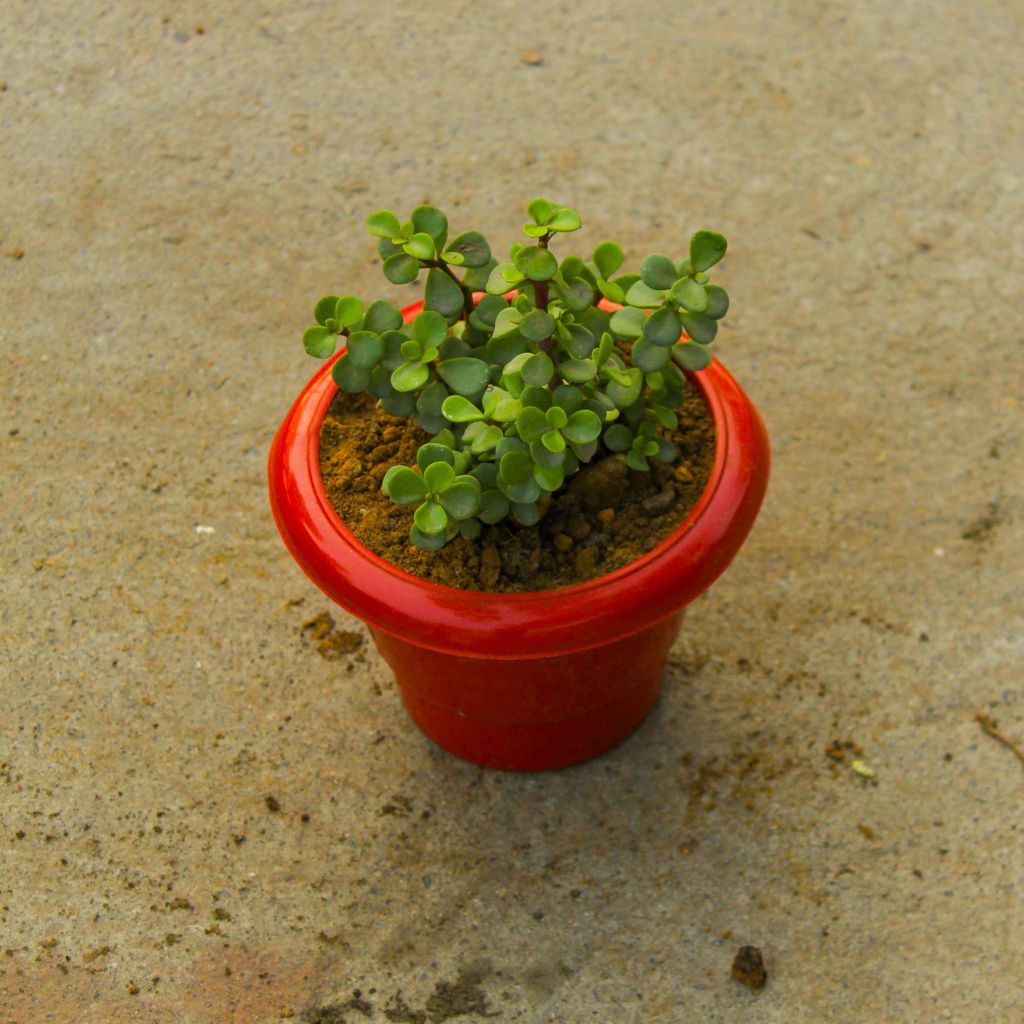 Jade in 6 Inch Classy Red Plastic Pot