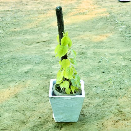 Buy Golden Money Plant with 3 ft Moss Stick in 12 X 10 Inch White Premium Blaze Fiberglass Planter Online | Urvann.com