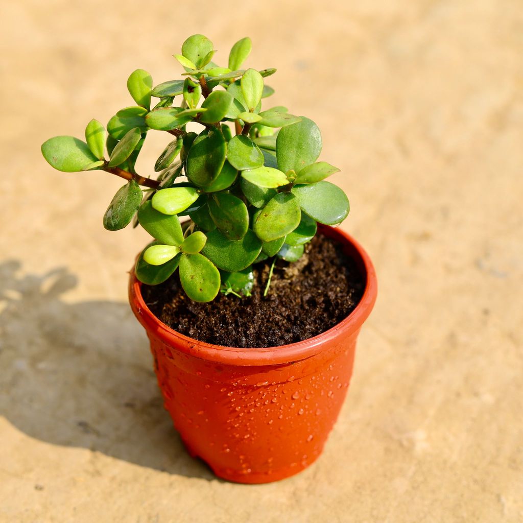 English Jade in 4 Inch Red Nursery Pot