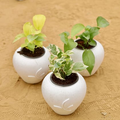 Buy Set of 3 - Money Plant (Green, Golden & N'joy) in 7 Inch Plain White Premium Apple Leaf Plastic Pot Online | Urvann.com