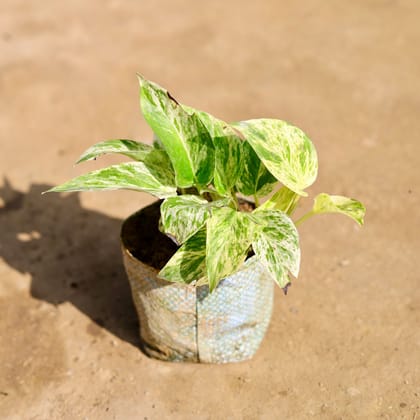 Buy Money Plant N'joy in 4 Inch Nursery bag Online | Urvann.com