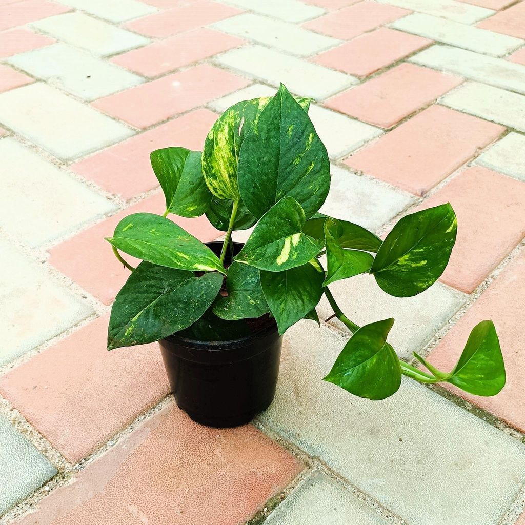 Money Plant Green in 4 Inch Nursery Pot